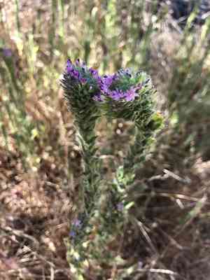 Denseflower willowherb(Epilobium densiflorum)
