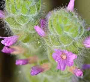 Denseflower willowherb(Epilobium densiflorum)
