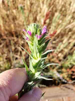 Denseflower willowherb(Epilobium densiflorum)