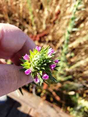 Denseflower willowherb(Epilobium densiflorum)