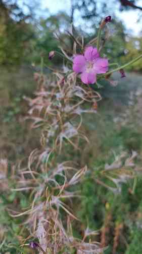 Hairy willowherb(Epilobium hirsutum)