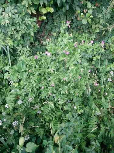 Hairy willowherb(Epilobium hirsutum)