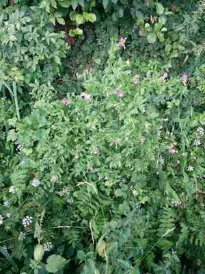 Hairy willowherb(Epilobium hirsutum)