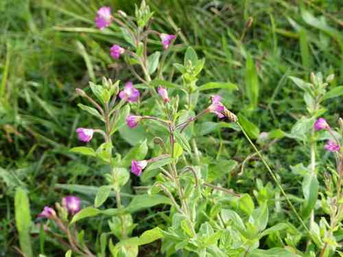 Hairy willowherb(Epilobium hirsutum)