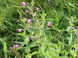 Hairy willowherb(Epilobium hirsutum)