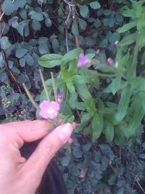 Hairy willowherb(Epilobium hirsutum)