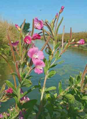 Hairy willowherb(Epilobium hirsutum)