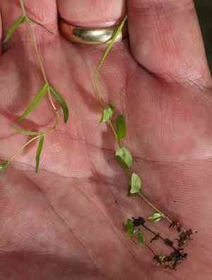 Yuba pass willowherb(Epilobium howellii)