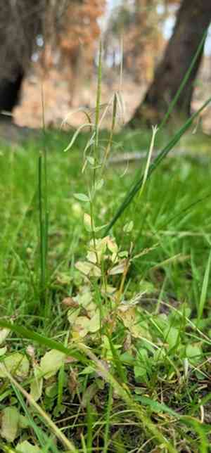 Yuba pass willowherb(Epilobium howellii)