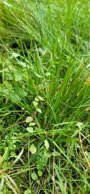 Yuba pass willowherb(Epilobium howellii)