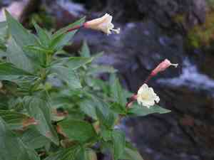 Yellow willowherb(Epilobium luteum)
