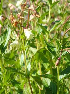 Yellow willowherb(Epilobium luteum)