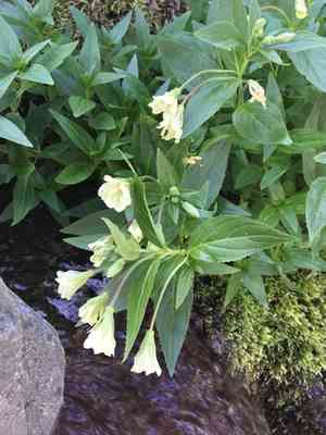 Yellow willowherb(Epilobium luteum)
