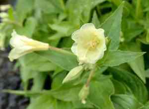 Yellow willowherb(Epilobium luteum)