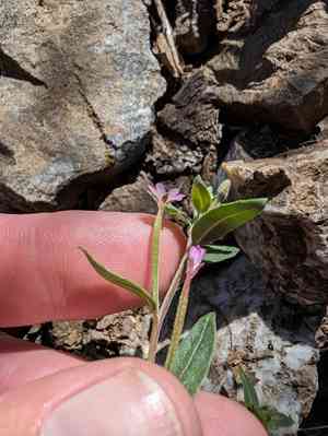 Chaparral willowherb(Epilobium minutum)