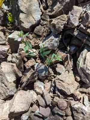 Chaparral willowherb(Epilobium minutum)