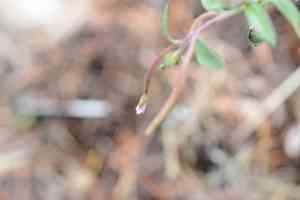 Chaparral willowherb(Epilobium minutum)
