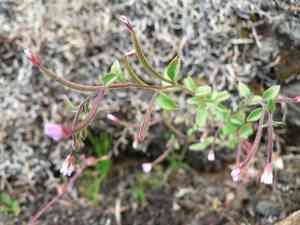 Chaparral willowherb(Epilobium minutum)