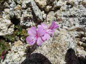 Rockfringe willowherb(Epilobium obcordatum)