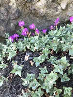 Rockfringe willowherb(Epilobium obcordatum)