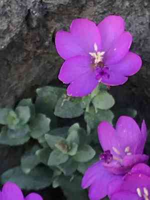 Rockfringe willowherb(Epilobium obcordatum)