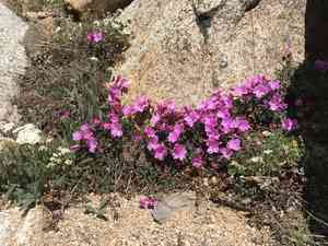 Rockfringe willowherb(Epilobium obcordatum)