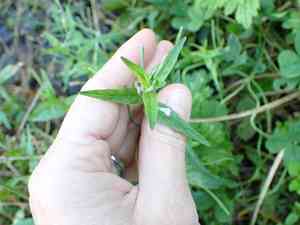Short-fruited willowherb(Epilobium obscurum)