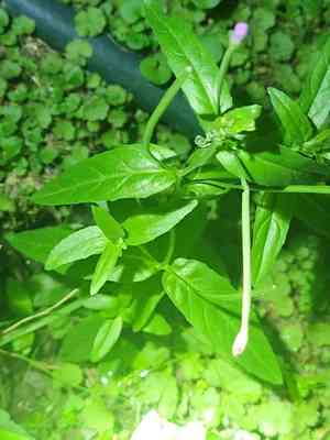 Short-fruited willowherb(Epilobium obscurum)