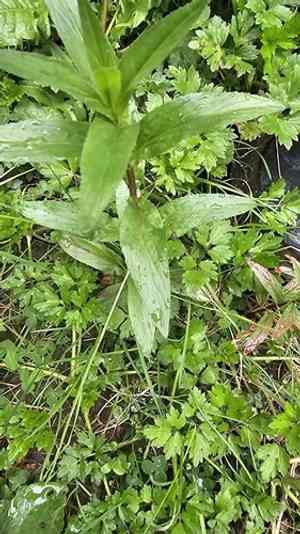 Short-fruited willowherb(Epilobium obscurum)