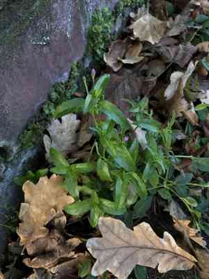 Short-fruited willowherb(Epilobium obscurum)