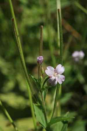 Long-seed willowherb(Epilobium pyrricholophum)