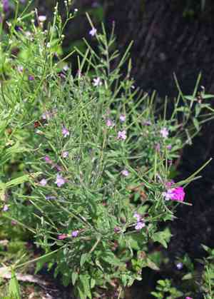 Long-seed willowherb(Epilobium pyrricholophum)