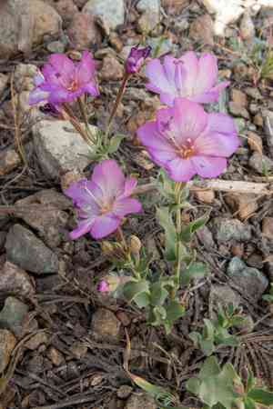 Siskiyou willowherb(Epilobium siskiyouense)
