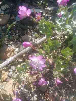 Siskiyou willowherb(Epilobium siskiyouense)
