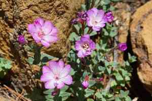 Siskiyou willowherb(Epilobium siskiyouense)