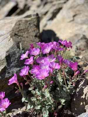 Siskiyou willowherb(Epilobium siskiyouense)