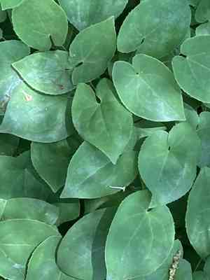 Barrenwort (Epimedium)(Epimedium)