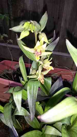 Stream orchid(Epipactis gigantea)