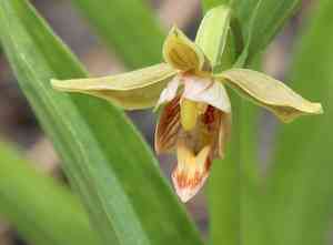Stream orchid(Epipactis gigantea)