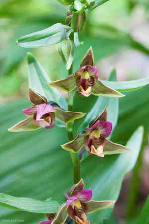 Stream orchid(Epipactis gigantea)