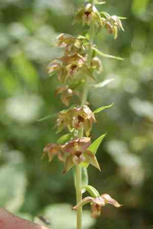 Broad-leaved helleborine(Epipactis helleborine)