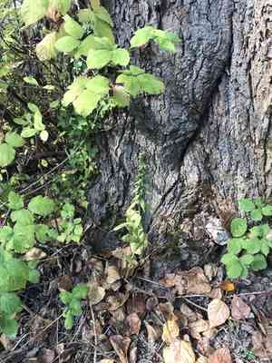 Broad-leaved helleborine(Epipactis helleborine)