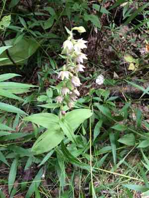 Broad-leaved helleborine(Epipactis helleborine)