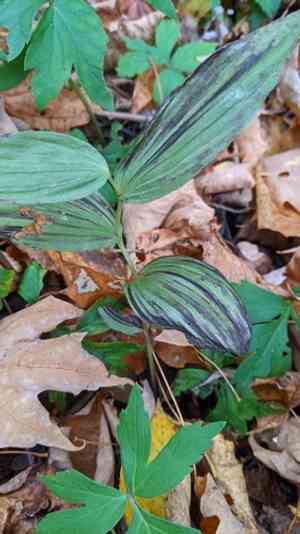 Broad-leaved helleborine(Epipactis helleborine)