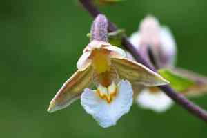 Marsh helleborine(Epipactis palustris)