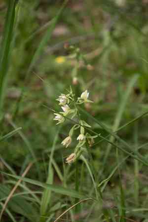 Marsh helleborine(Epipactis palustris)