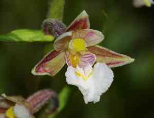 Marsh helleborine(Epipactis palustris)