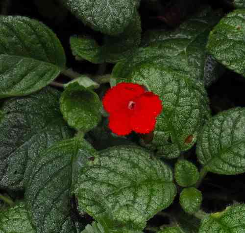 Flame violet(Episcia cupreata)