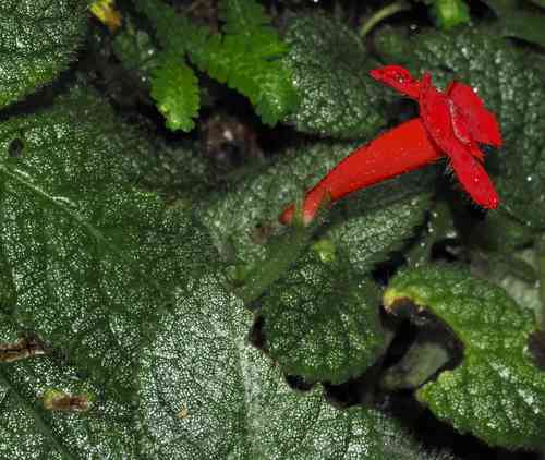 Flame violet(Episcia cupreata)