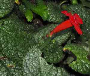 Flame violet(Episcia cupreata)